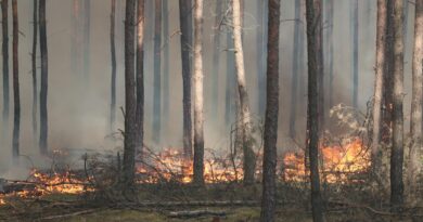 Wielkopowierzchniowy pożar lasu na pograniczu powiatów wołomińskiego i mińskiego – analiza działań ratowniczo-gaśniczych