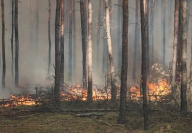 Wielkopowierzchniowy pożar lasu na pograniczu powiatów wołomińskiego i mińskiego – analiza działań ratowniczo-gaśniczych